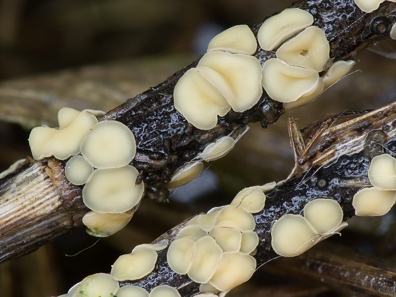 Mollisia retincola